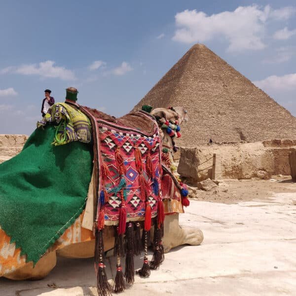 Camello frente a la Gran Pirámide de Khufu en Egipto.
