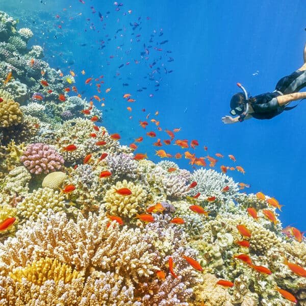 Inmersión en aguas coloridas del Mar Rojo.