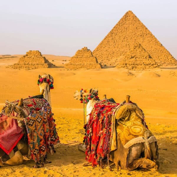 Dos camellos en el desierto frente a la pirámide de Menkara.