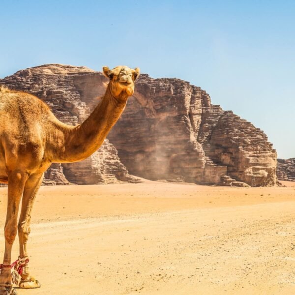 Vista impresionante del paisaje de Wadi Al Ram con montañas y formaciones rocosas.